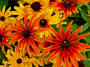 Orange Burst Photograph by Azthet Photography