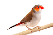 Orange-cheeked Waxbill Estrilda Melpoda Photograph by David Kenny Orange-cheeked Waxbill Estrilda Melpoda Photograph by David Kenny