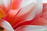 Orange Dream Photograph by Kathy Paynter