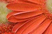 Orange Gerber Daisy Painting Digital Art by Jill Lang