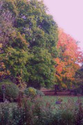 Orange Leaves - Monet Photograph by Frank J Casella