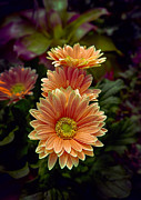 Orange Spring Photograph by John Haldane