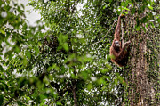 Orangutan On Tree Seen Through Foliage Photograph by James Morgan