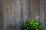 The Orchid Photograph by Bob Kinnison