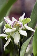 Orchid (encyclia Chacaoensis) Photograph by Science Photo Library