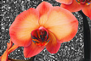 Orchid Explosion Photograph by Kim Mobley