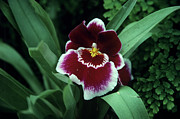 Orchid Flower Photograph by Science Photo Library