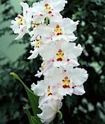 Orchid (odontioda Aviewood) Photograph by Science Photo Library