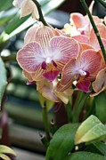 Orchid (polystachya Cucullata) Photograph by Science Photo Library