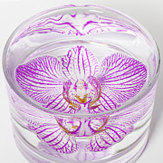 Orchid Submerged Photograph by Diane Macdonald