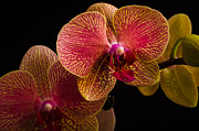 Orchids Photograph by Frank Mari