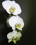 Orchids On Gray Digital Art by Kathleen Illes