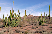Organ Pipe Cactus Natl Monument Photograph by Yva Momatiuk and John Eastcott