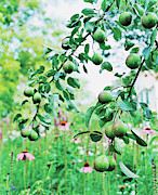 Organic Fruits Hanging On Branch Photograph by Scott Frances