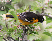 Oriole with Apple Blossoms Photograph by William Selander