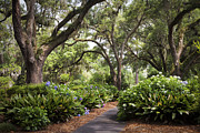 Orton Plantation Scenic Walkway Brusnwick County NC Photograph by Jo Ann Tomaselli