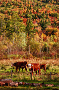 Cow complaining about much Photograph by Jeff Folger
