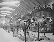 Osteological Gallery Photograph by Science Photo Library