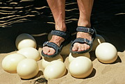 Ostrich Eggs Photograph by Science Photo Library