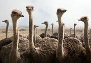 Ostrich heads Photograph by Johan Swanepoel