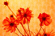 Otherworldly Cosmos Flowers in Orange and Yellow Photograph by Beverly Claire Kaiya
