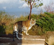Out of Africa  Tiger 1 Photograph by Phyllis Spoor