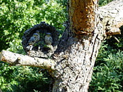Owl Family Photograph by Peggy King