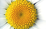 Ox-eye Daisy Photograph by Perennou Nuridsany