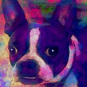 Ozzy ... #bostonterrier Photograph by Robin Mead