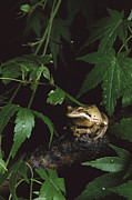 Pacific Tree Frog North America Photograph by Gerry Ellis