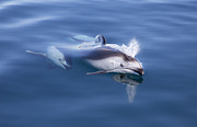 Pacific White-sided Dolphins Surfacing Photograph by Richard Herrmann