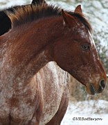 Paint Photograph by Veronica Batterson