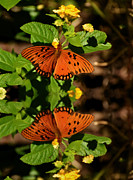 Painted Lady Butterfly Reflection Photograph by Kathy Baccari