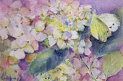 Pale Clouded Yellow Butterfly, Colias Hyale On Hydrangea Photograph by Karen Armitage