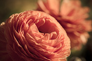 Pale Pink Petals Photograph by Ana V Ramirez