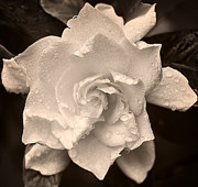 Palladium Flower Photograph by Frank Lee