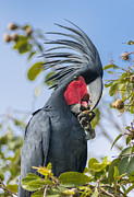 Palm Cockatoo Male Feeding On Nonda Photograph by D. Parer & E. Parer-Cook