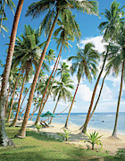 Palm Tree Near Beach Photograph by Erhard Pfeiffer