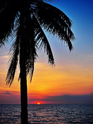 Palma Sucre Photograph by Skip Hunt