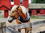 Palomino By Red Barn Photograph by Susan Savad