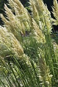 Pampas Grass (cortaderia Selloana) Photograph by Science Photo Library