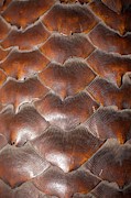 Pangolin Scales Photograph by Science Photo Library