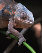 Panther Chameleon Photograph by Tracy Smith