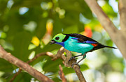 Paradise Tanager Photograph by Doug McPherson