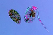 Paramecium And Rotifer Photograph by Science Photo Library