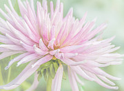 Park Princess Collarette Dahlia Photograph by Julie Palencia