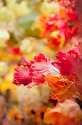 Parrot Tulips 1. Amsterdam Flower Market Photograph by Jenny Rainbow