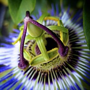 Passion Flower Photograph by Mark David Gerson