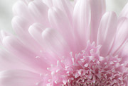 Pastel Daisy Photograph by Dale Kincaid