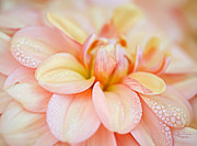 Pastel Petals and Drops Photograph by Julie Palencia